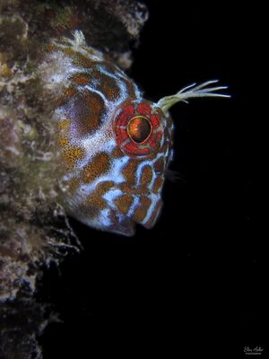 Orangespotted Blenny