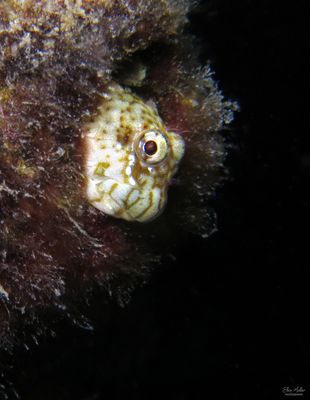 Pearl Blenny