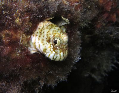 Pearl Blenny