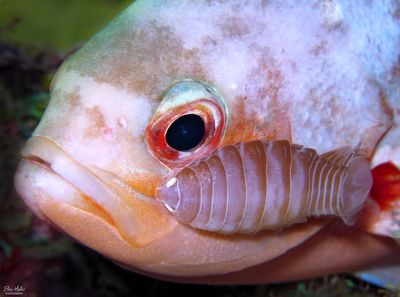 Creolefish with Isopod