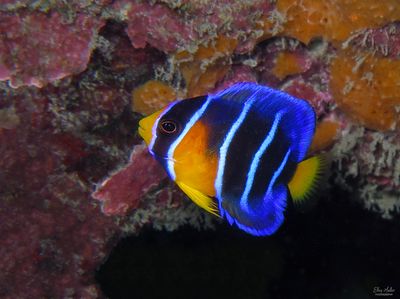 Juvenile Queen Angelfish