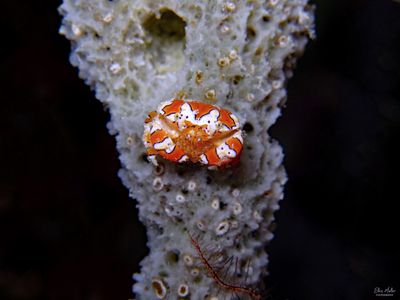 Gaudy Clown Crab with Eggs