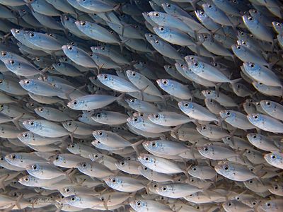 Bigeye Scad