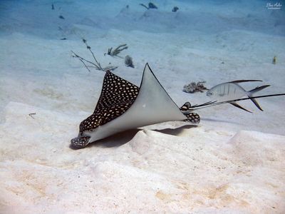 Spotted Eagle Ray