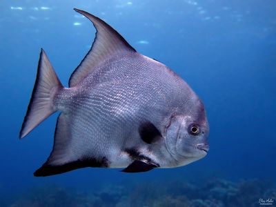 Atlantic Spadefish