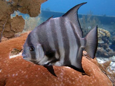 Atlantic Spadefish