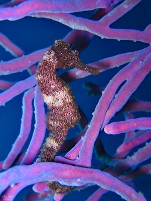 Longsnout Seahorse