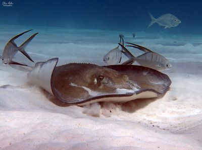 Stingray & Friends
