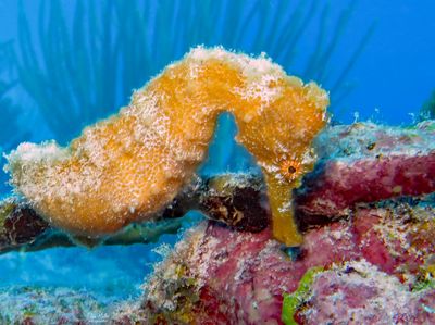 Longsnout Seahorse