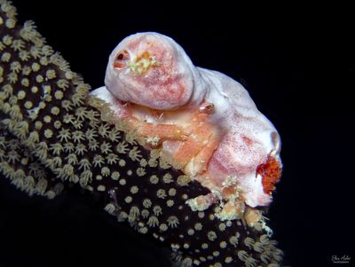 Spongy Decorator Crab