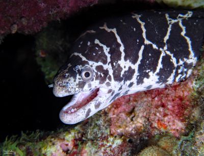 Chain Moray