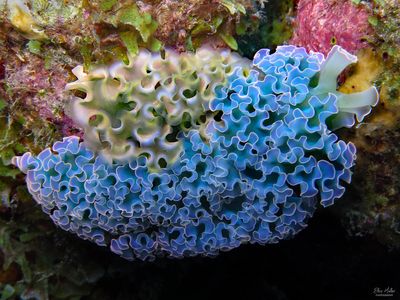2 Lettuce Sea Slugs