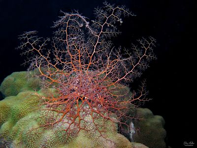 Giant Basket Star