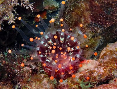 Orange-Ball Corallimorph