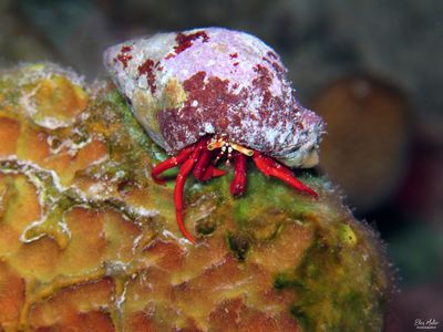 Red Reef Hermit