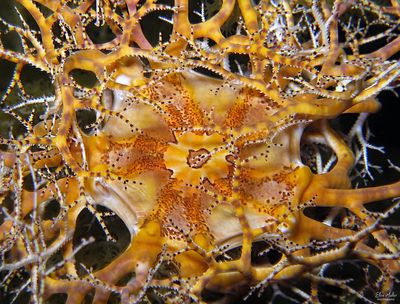 Basket Star Detail