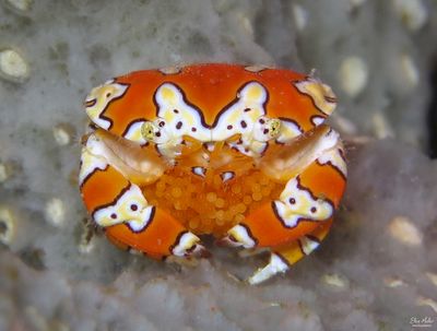 Gaudy Clown Crab w/Eggs