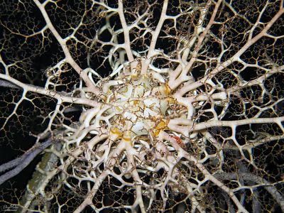 Giant Basket Star