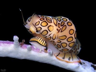 Flamingo Tongue