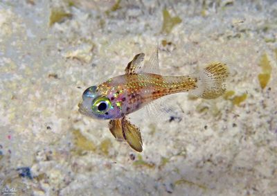 Blackfin Cardinalfish