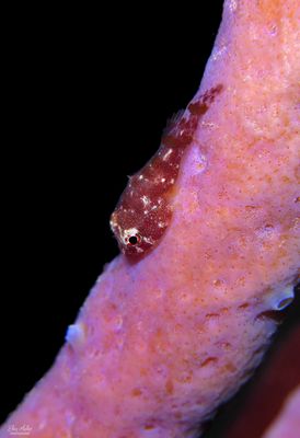 Red Clingfish