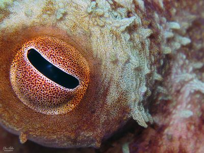 Caribbean Reef Octopus Eye