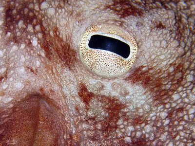 White-Spotted Octopus Eye