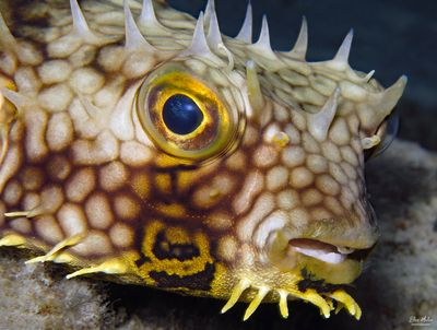 Web Burrfish