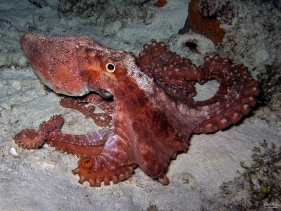 White-spotted Octopus