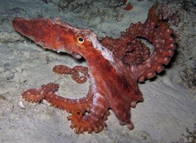 White-spotted Octopus