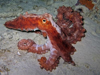 White-spotted Octopus