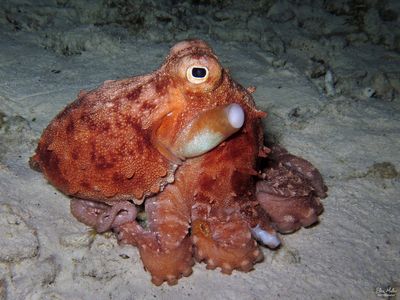White-spotted Octopus