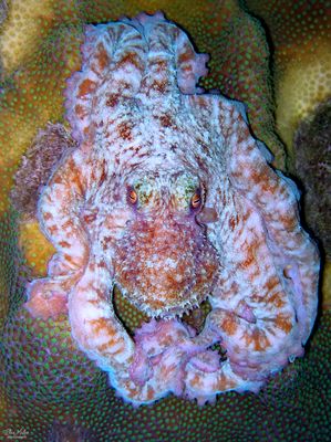 Caribbean Reef Octopus