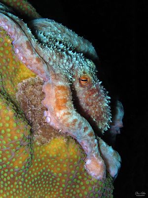 Caribbean Reef Octopus