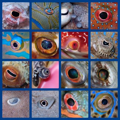 Fish Eyes