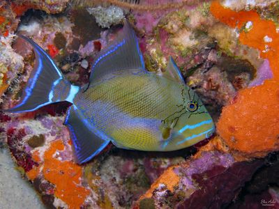 Queen Triggerfish