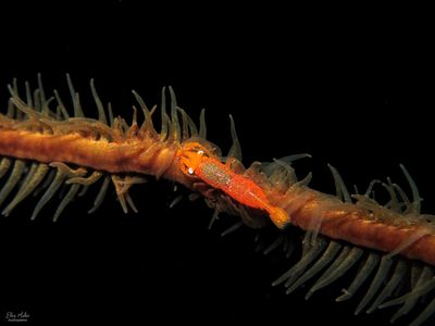 Wire Coral Shrimp