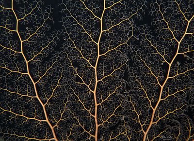 Basket Star Arms