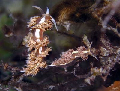 Yellowline Coryphella