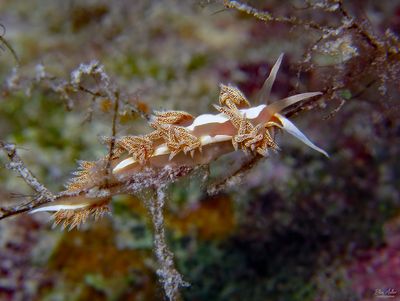 Coryphella verta