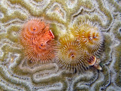 Christmas Tree Worms & Live Coral