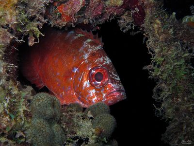 Glasseye Snapper