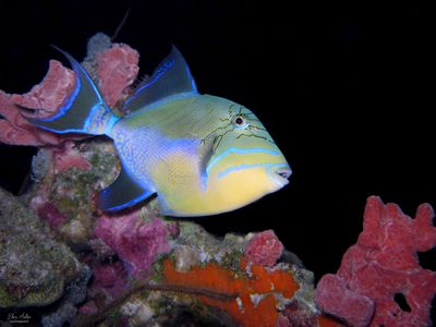Queen Triggerfish