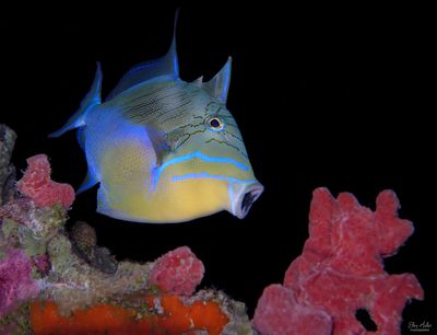 Queen Triggerfish