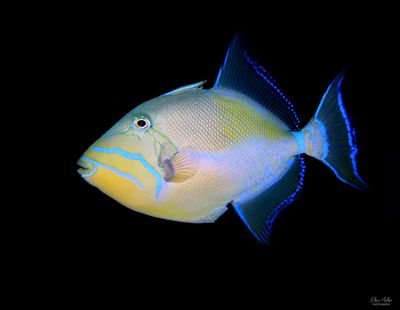 Queen Triggerfish