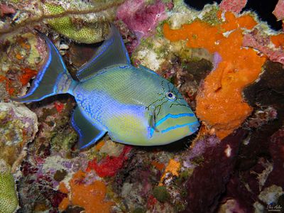 Queen Triggerfish