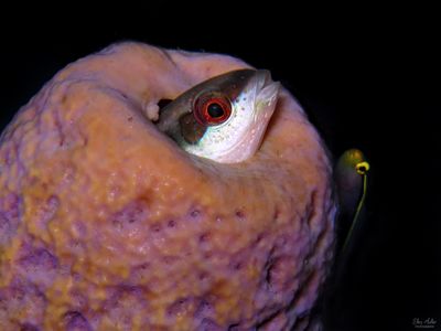 Juvenile Bluehead Wrasse