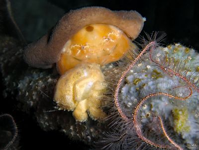 Red Eye Sponge Crab & Molt