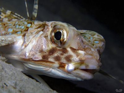 Flying Gurnard