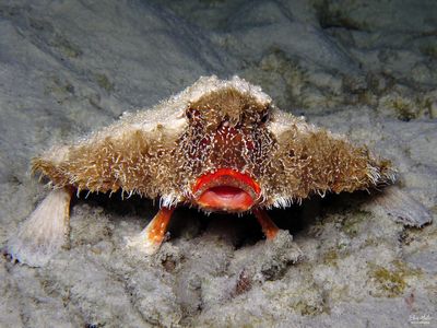 Shortnose Batfish
